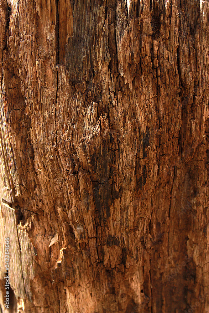 Background photo of an old stump, closeup wood texture Background photo of an old stump, closeup wood texture