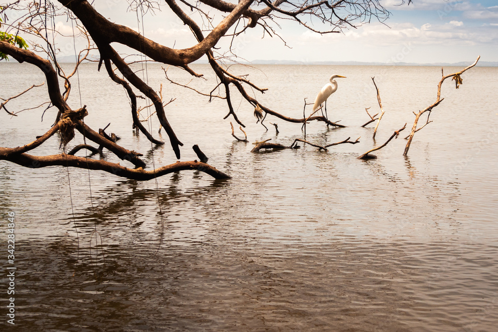 Heron perched on dead tree branches above the lake Heron perched on dead tree branches above the lake
