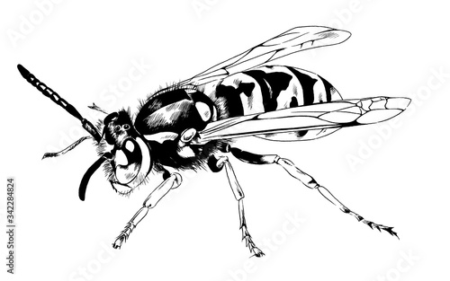 Fotótapéta large striped wasp with a sting hand-drawn ink sketch
