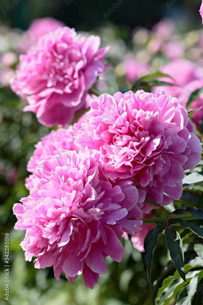 Several blooming raspberry peonies close-up Several blooming raspberry peonies close-up