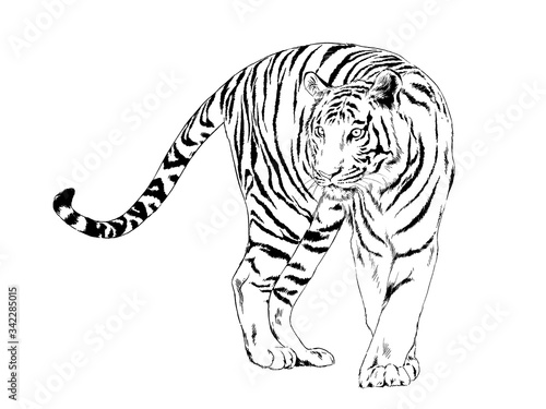 Fototapeta Naklejka Na Ścianę i Meble -  tiger drawn with ink from the hands of a predator tattoo logo