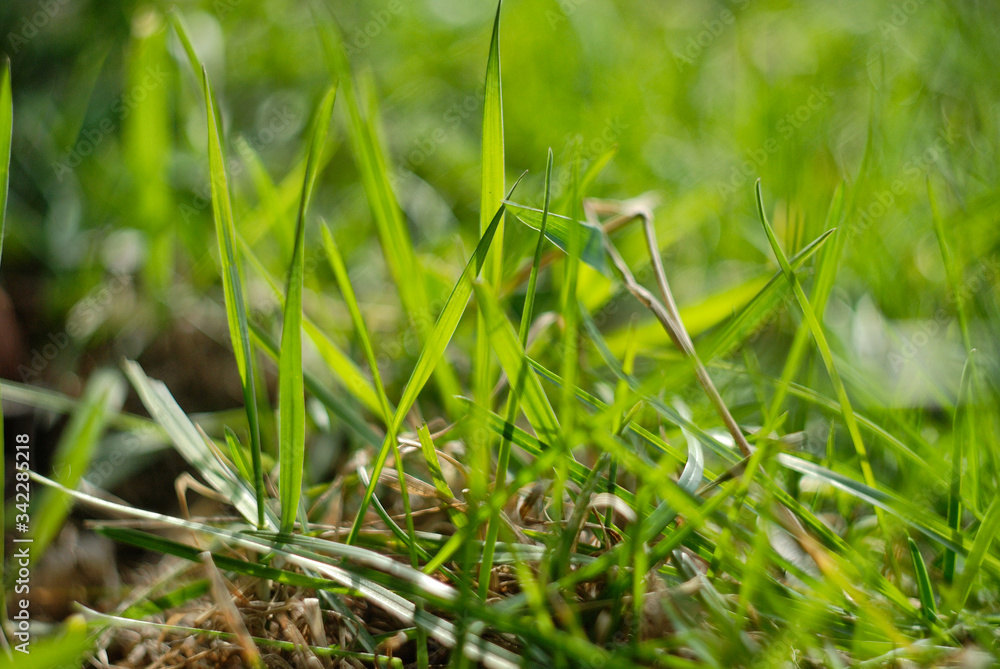 fresh green grass fresh green grass