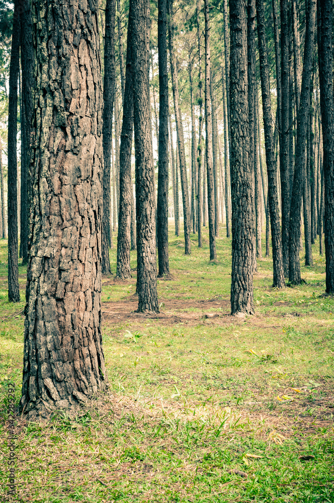 Fototapeta premium pine tree forest landscape