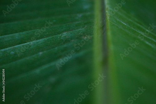 Closeup of leaf texture