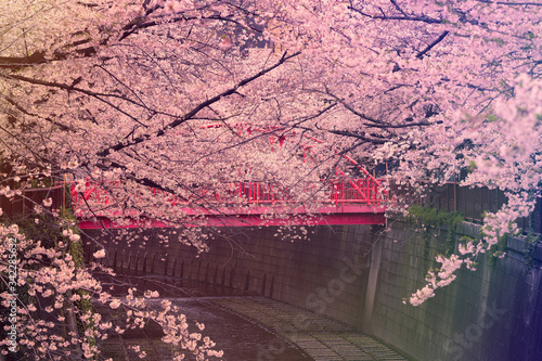 ジャパンCherry Blossoms photo