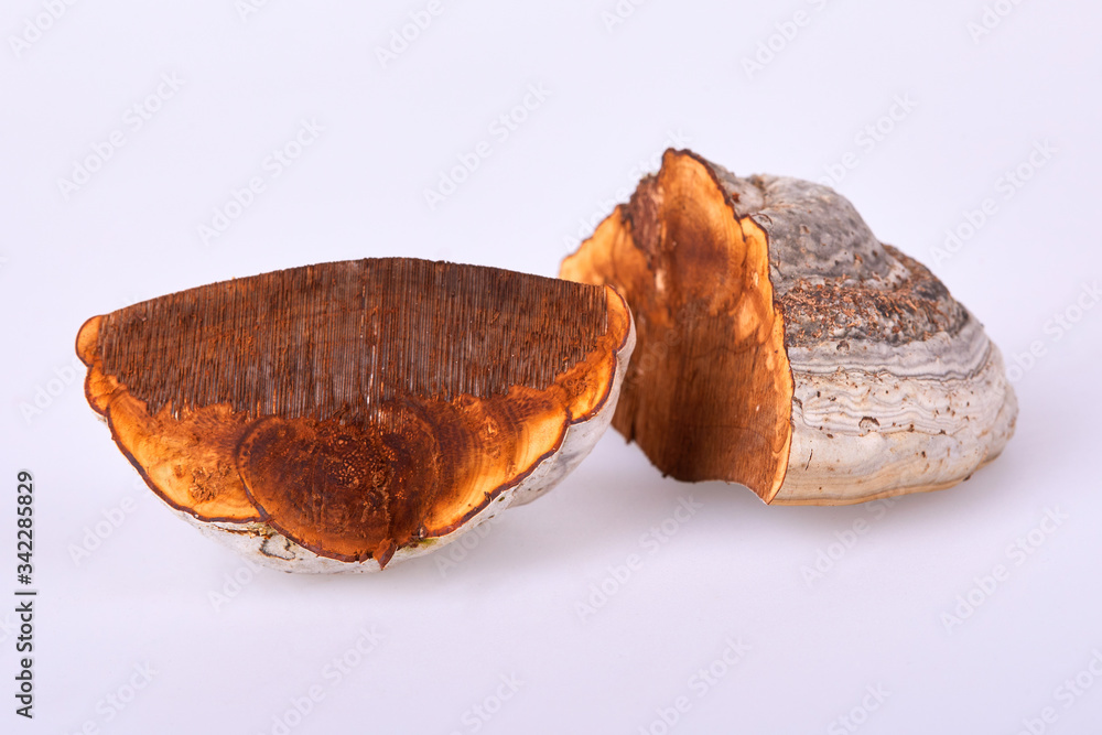 Fomes fomentarius is a mushroom, which grows at different trees, this one was picked up from a birch tree and is used in herbal medicine. It is an edible fungus Woodsfailing isolated on white Fomes fomentarius is a mushroom, which grows at different trees, this one was picked up from a birch tree and is used in herbal medicine. It is an edible fungus Woodsfailing isolated on white
