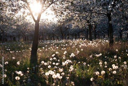 Wallpaper Mural Kirschplantage Torontodigital.ca