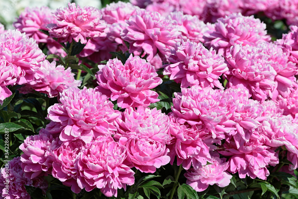 Several blooming raspberry peonies close-up Several blooming raspberry peonies close-up