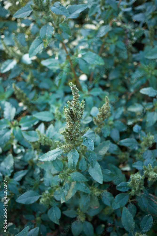 Amaranthus retroflexus Amaranthus retroflexus