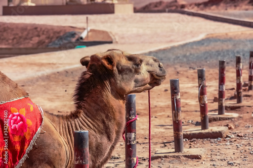 Bactrian Camel at the Flaming Mountains in Turpan, Xinjiang, China photo