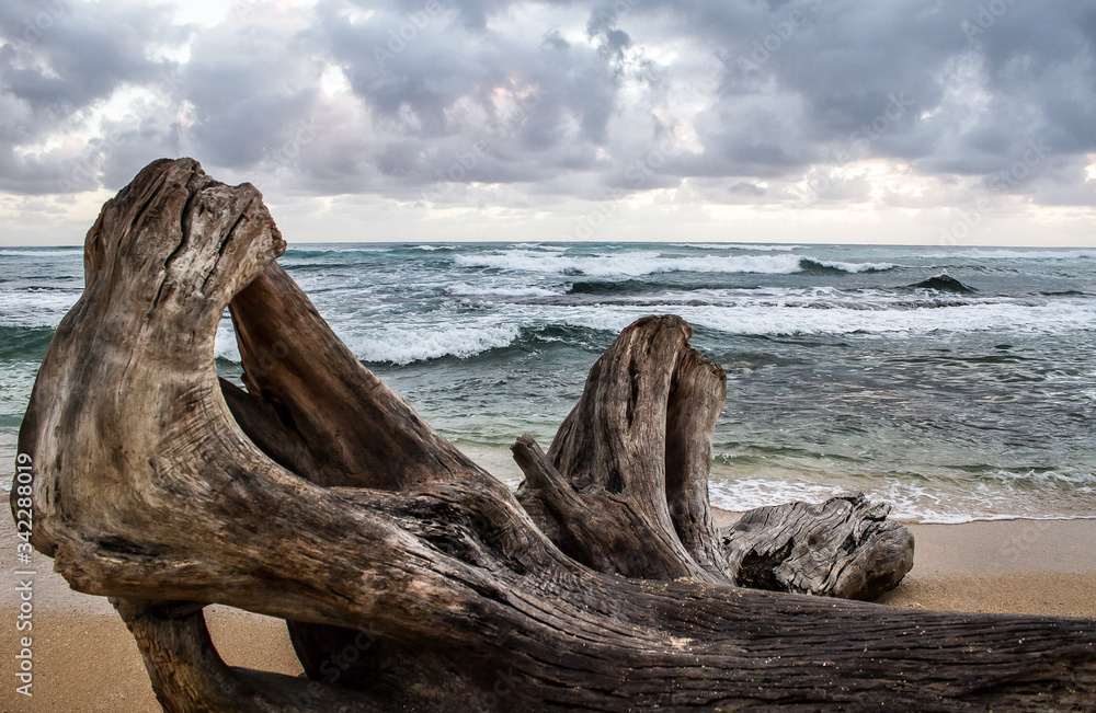 Driftwood on Beach in Hawaii