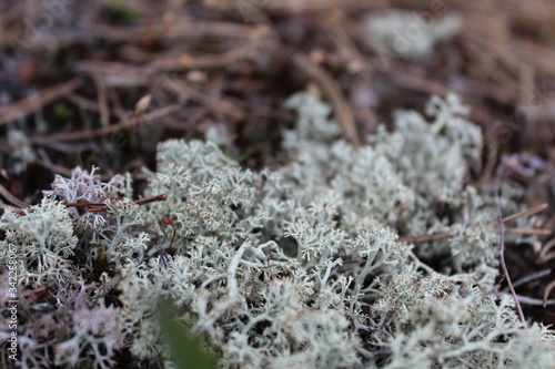 bushy lichen