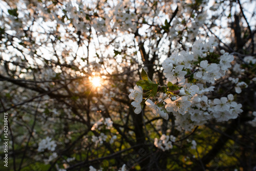 Wallpaper Mural Kirschplantage Torontodigital.ca