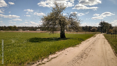 lonely tree on the field