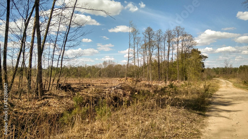 cut down trees in the forest