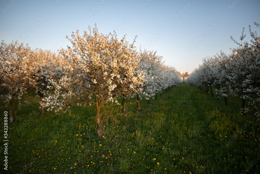 Obraz premium Kirschplantage