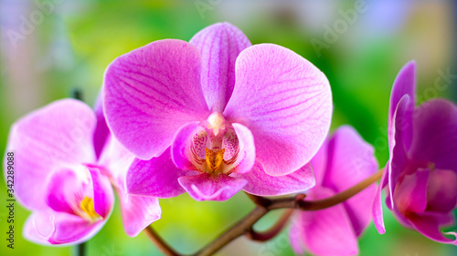 orchideen