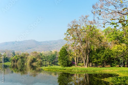 Pond and Tree Forest Landscape