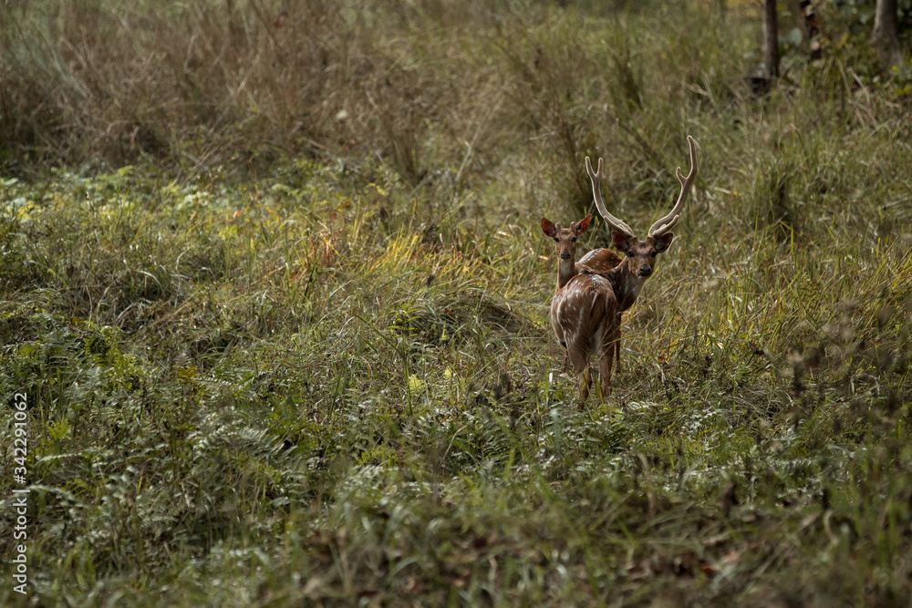 Fototapeta premium deer in the grass deer wildlife