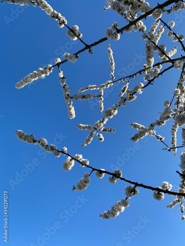 almond tree blossom
