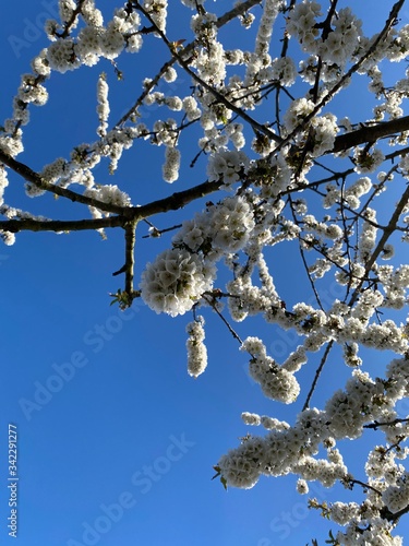blooming cherry tree