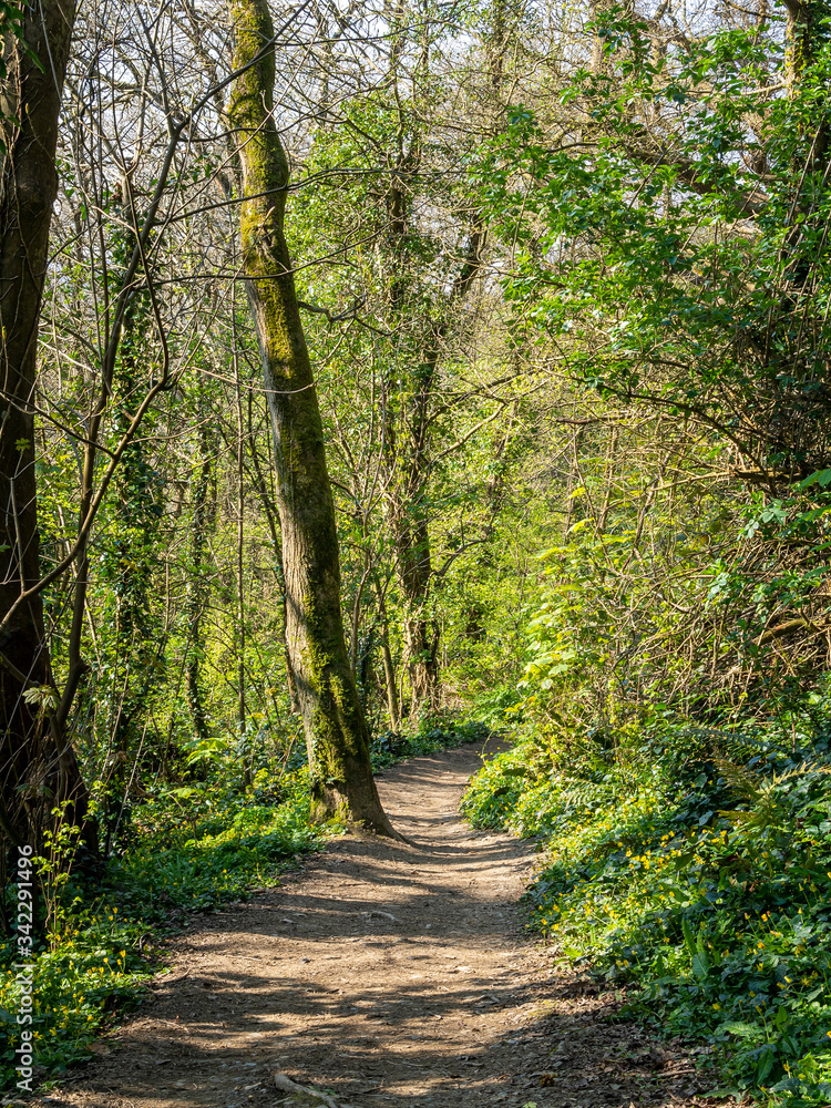 Green woodland path along the North Devon Coastal Path, near Bideford in spring 2020. Beautiful Nature trail, walk.