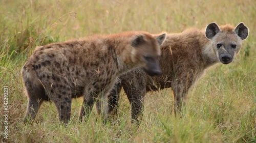 Two young spotted hyenas in the Maasai Mara Reserve in Kenya. Slow motion video. photo
