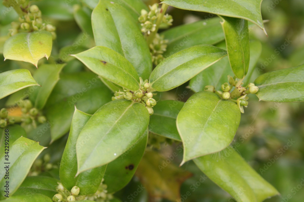 Ilex aquifolium bush in bloom, Holly tree with small pale yellow flowers on springtime Ilex aquifolium bush in bloom, Holly tree with small pale yellow flowers on springtime