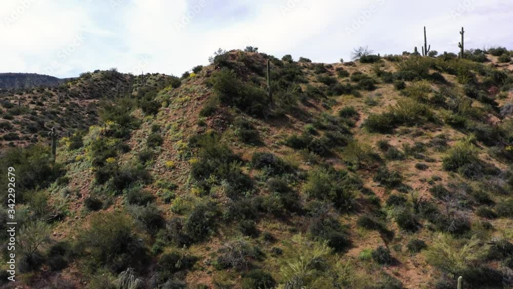 Aerial descent desert hilltop covered with yellow wildflowers and saguaro cactus, Tonto National Forest, Scottsdale, Arizona. Aerial descent desert hilltop covered with yellow wildflowers and saguaro cactus, Tonto National Forest, Scottsdale, Arizona.