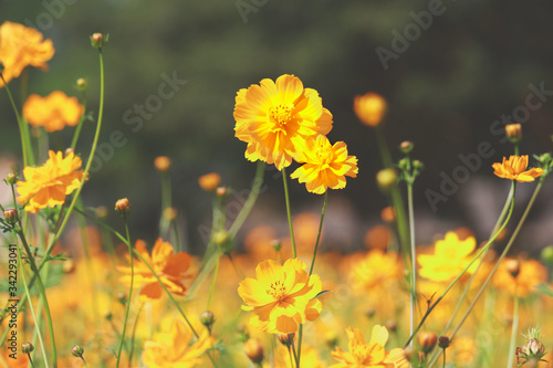 Fototapeta Naklejka Na Ścianę i Meble -  Orange and yellow cosmos flower blooming cosmos flower field, beautiful vivid natural summer garden outdoor park image.