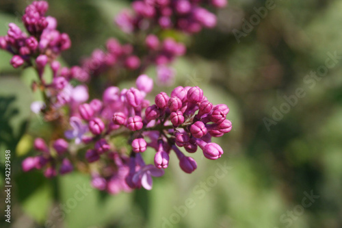 Lilac blossoms and flowers on branch in springtime. Syringa vulgaris in bloom 