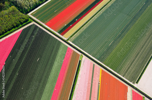 Flower bulb field aerial view