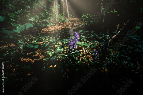 Magic light in the magic forest
