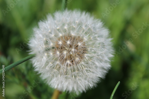 dandelion on green background