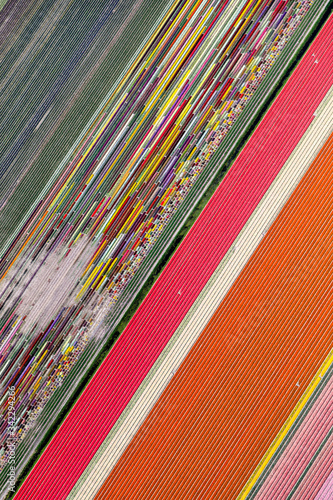 Striped flower bulb field Holland