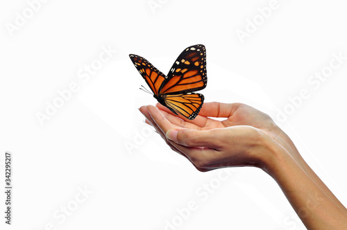 Hands releasing butterflies photo