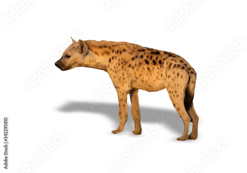 Profile of hyena with shadow on white background