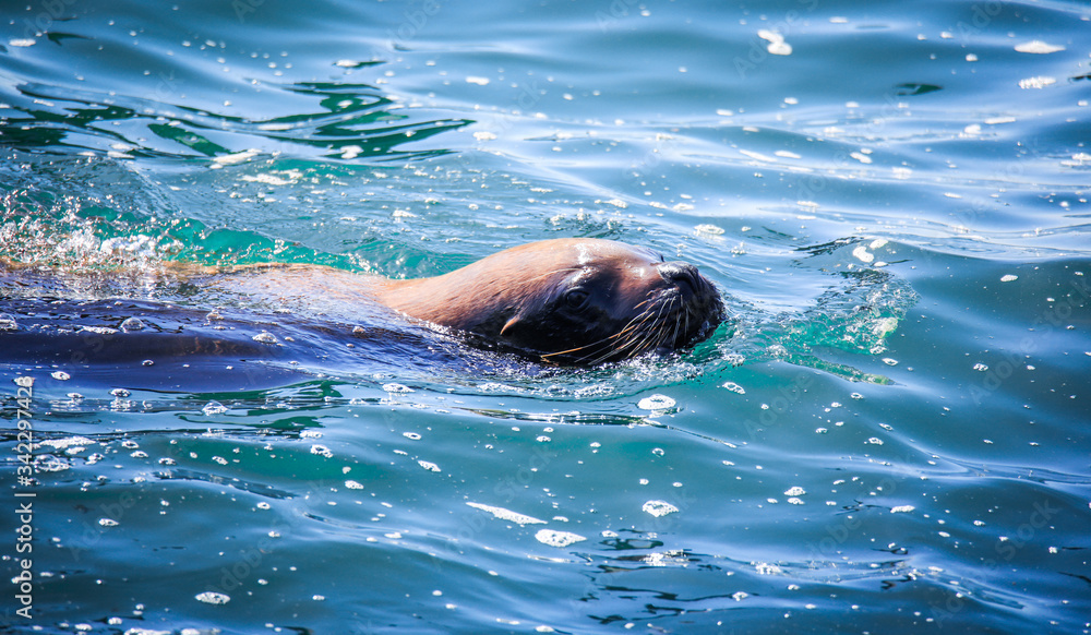 Obraz premium Wild Sea Lions under the sun on the Pier near Playa Caleta Portales in Valparaiso, Chile