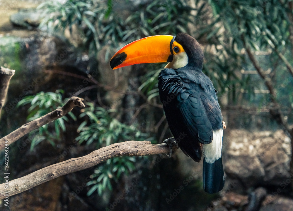 Toucan black and white with a long orange and large beak. Toucan black and white with a long orange and large beak.