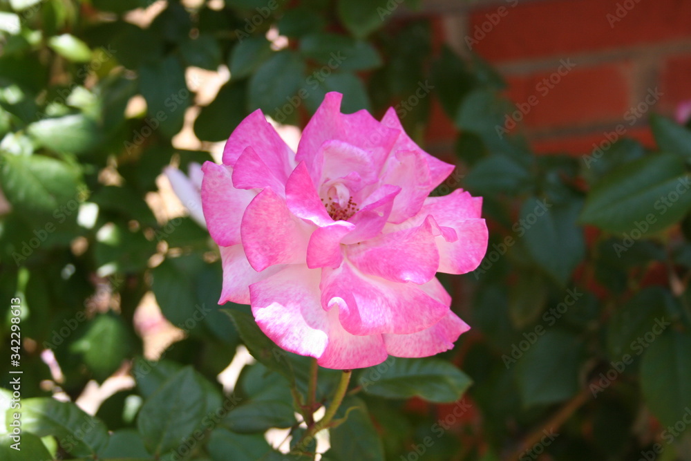 Rosa Rosa