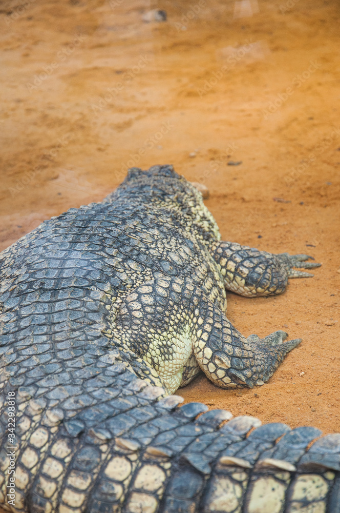 Fototapeta premium Crocodile seen from behind, its scales stand out.