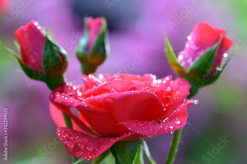  delicate pink rose with young buds and dew drops