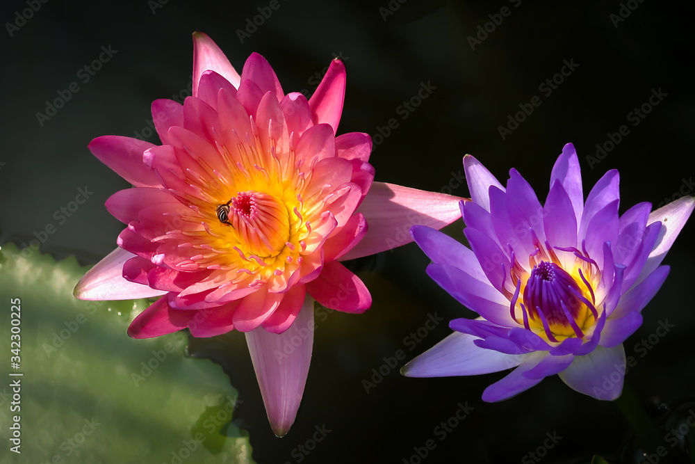 Beautiful pink and purple water lily lotus flower blooming on water surface. Reflection of lotus flower on water pond. Beautiful pink and purple water lily lotus flower blooming on water surface. Reflection of lotus flower on water pond.