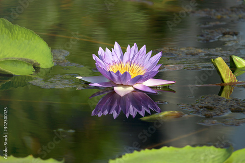 Beautiful blue purple water lily lotus flower blooming on water surface. Reflection of lotus flower on water pond.