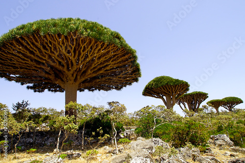 Dragon's Blood Trees in Firhin Forest in Socotra island, Yemen.