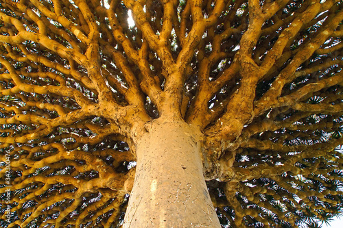 Dragon's Blood Tree in Firhin Forest in Socotra island, Yemen.