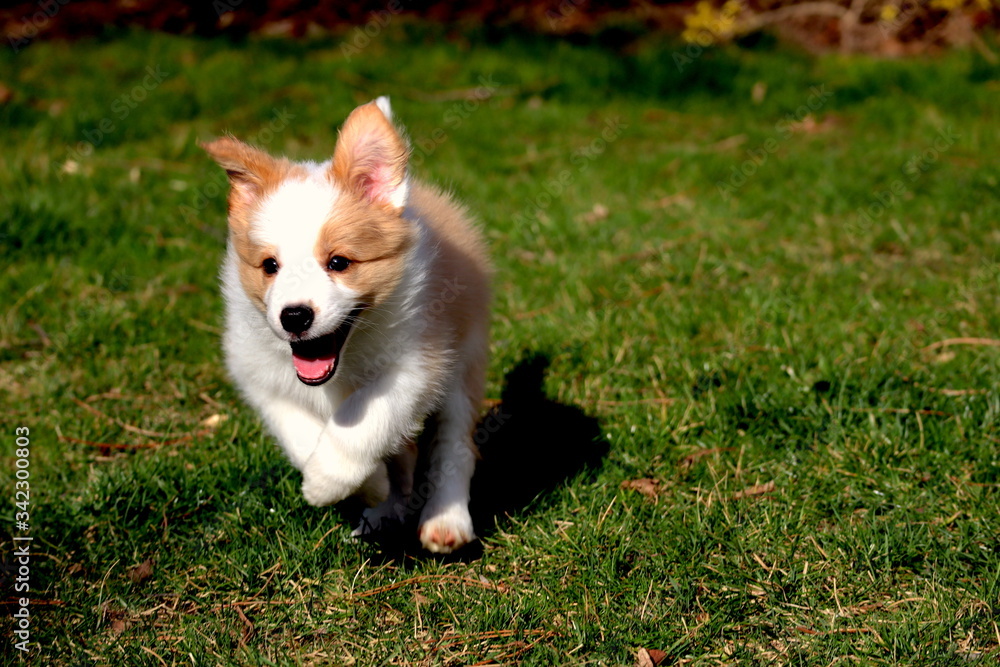 Adorable cheerful ee red Border collie puppy running on the grass on the garden during day. 