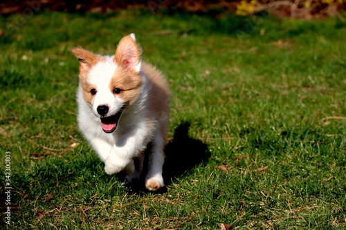 Adorable cheerful ee red Border collie puppy running on the grass on the garden during day. 