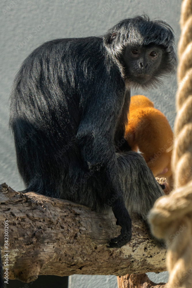 Obraz premium małpa