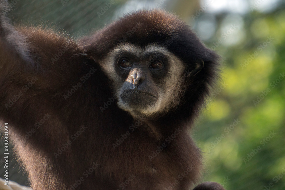 Obraz premium małpa 